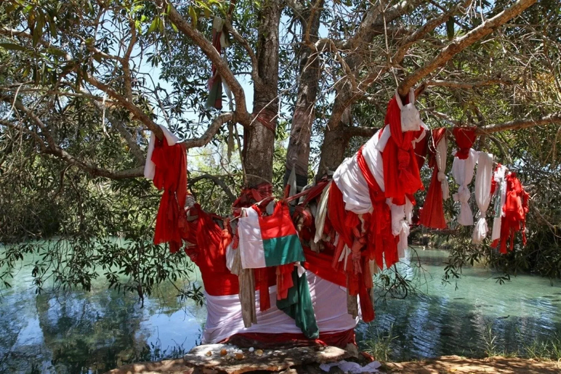 Arbre sacré paré d’étoffes rouges et blanches